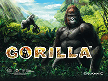 Игровые автоматы 777 Gorilla